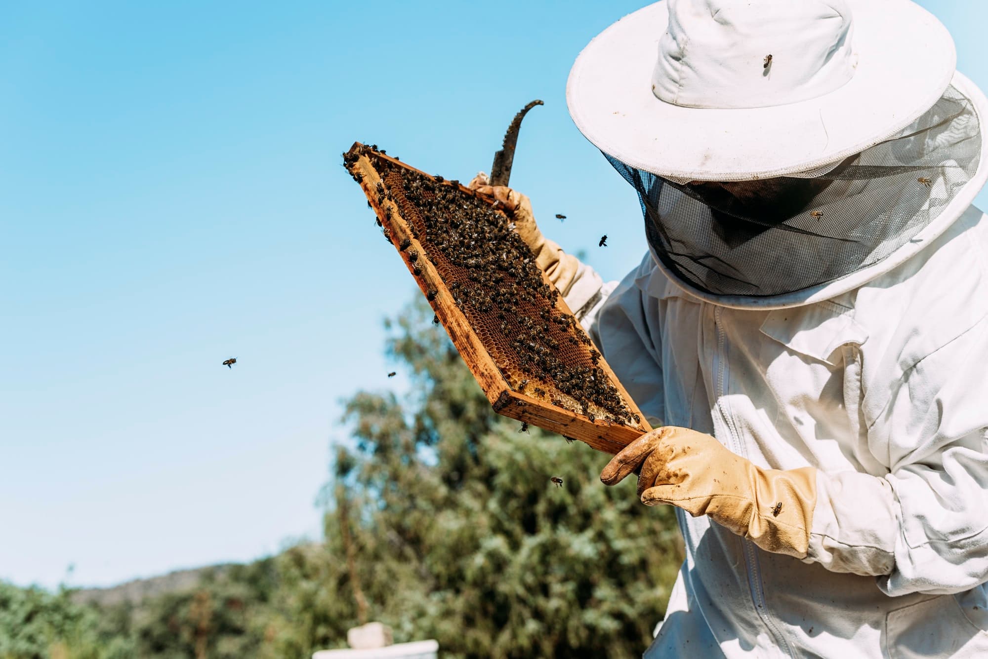 A beekeeper in a veil lifting a frame of comb from a hive against a clear blue sky.