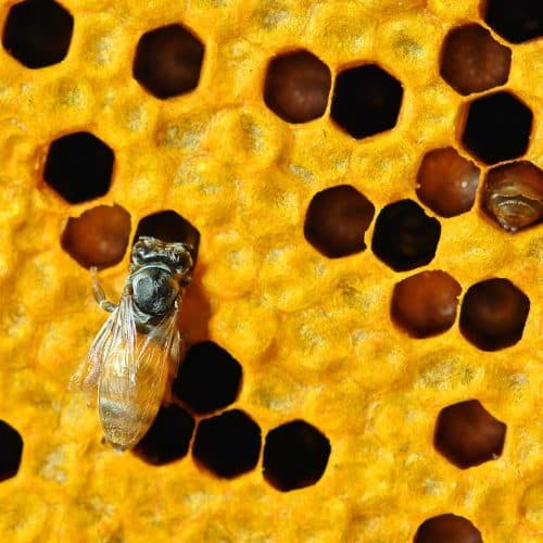 A queen bee moving across capped brood cells on a honeycomb frame.